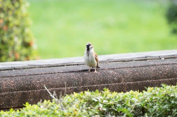 Eurasian Tree Sparrow The University of Tokyo Tue, 6/21/2022