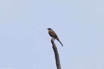 2022年7月9日(土) 早戸川林道の野鳥観察記録