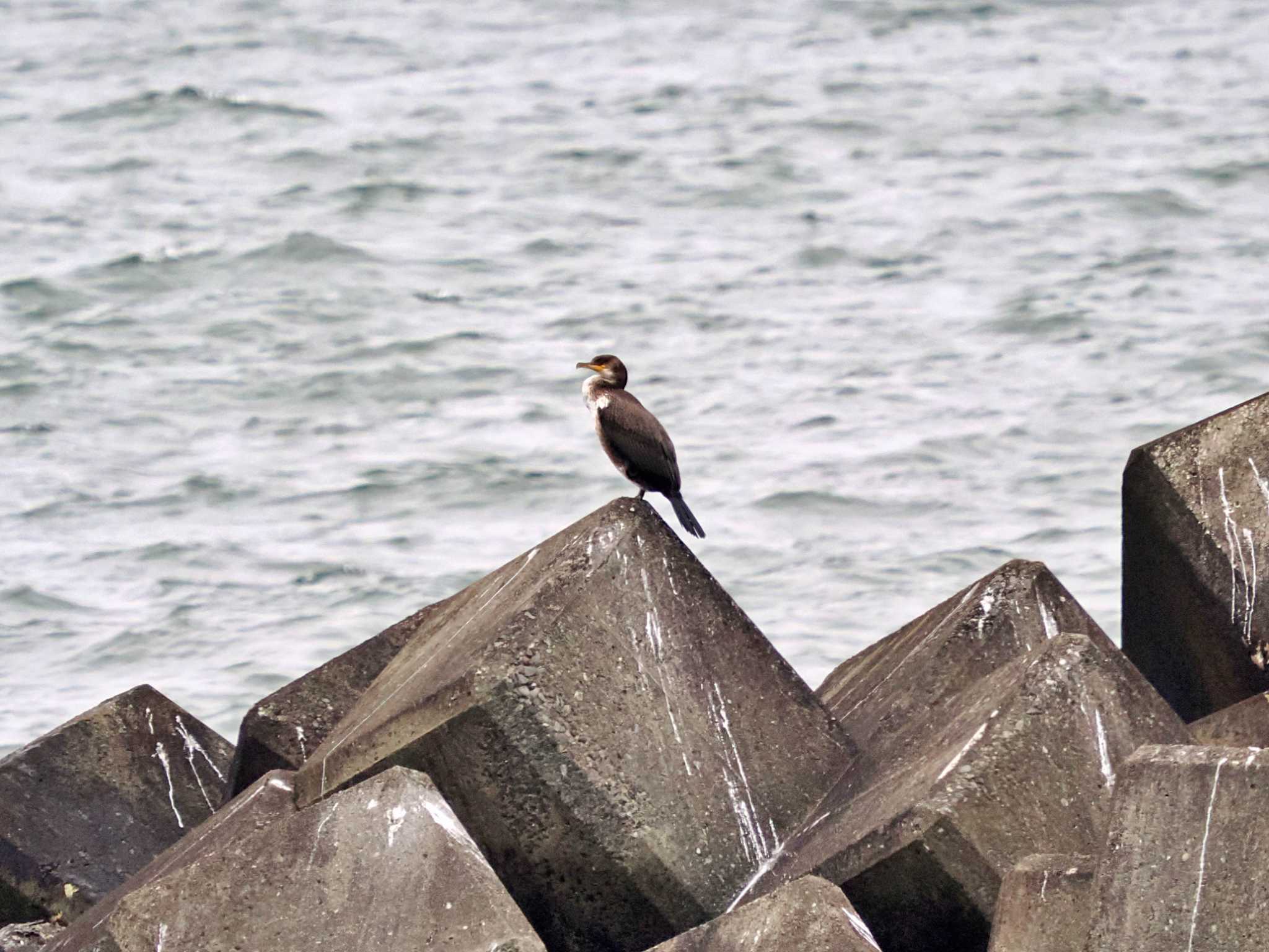 Photo of Japanese Cormorant at 勇払マリーナ by 藤原奏冥