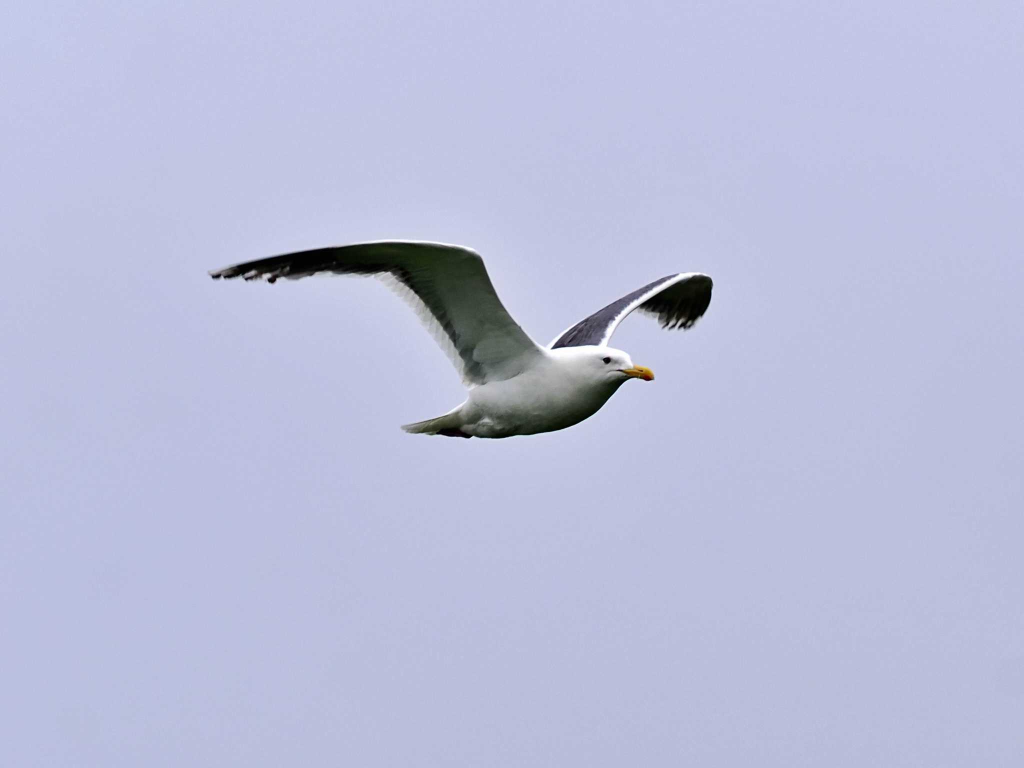 Photo of Slaty-backed Gull at 勇払マリーナ by 藤原奏冥