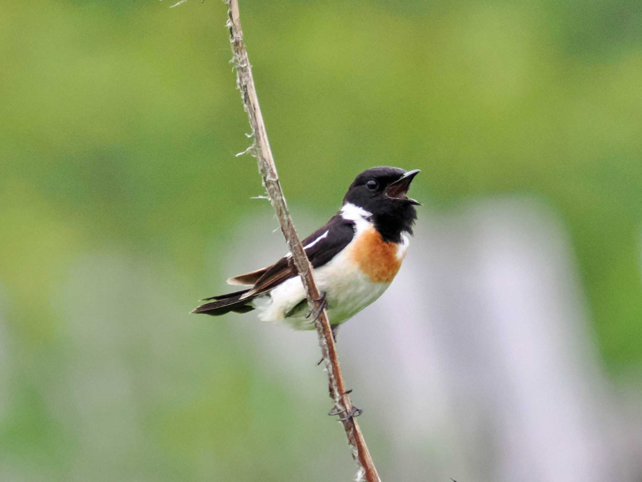 Photo of Amur Stonechat at 勇払マリーナ by 藤原奏冥