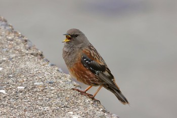 Alpine Accentor 北アルプス Thu, 7/14/2022