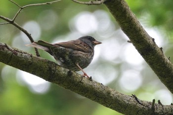 Sat, 6/18/2022 Birding report at 利尻島