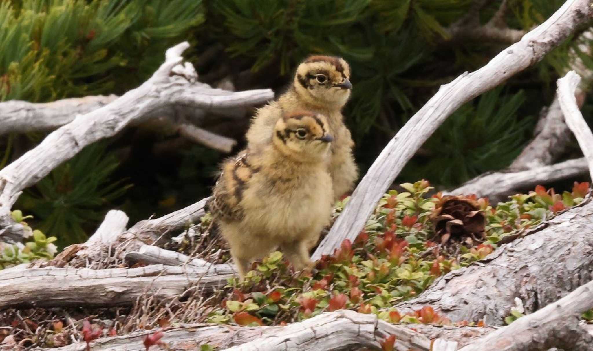 ライチョウ幼鳥感激 by Hokuto2000