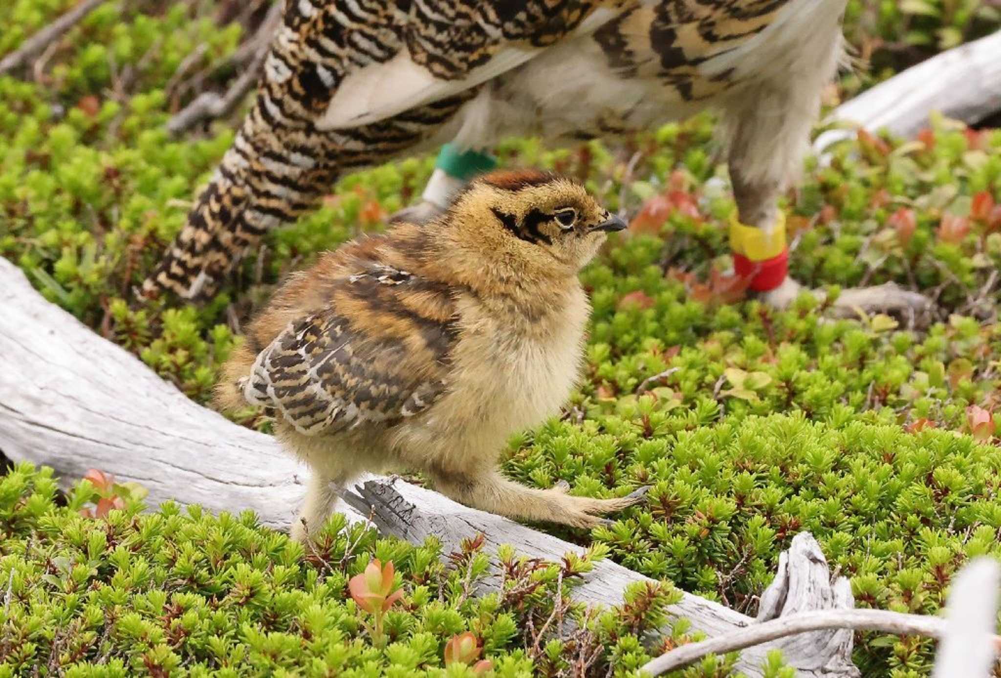 ライチョウ幼鳥撮れて感激 by Hokuto2000