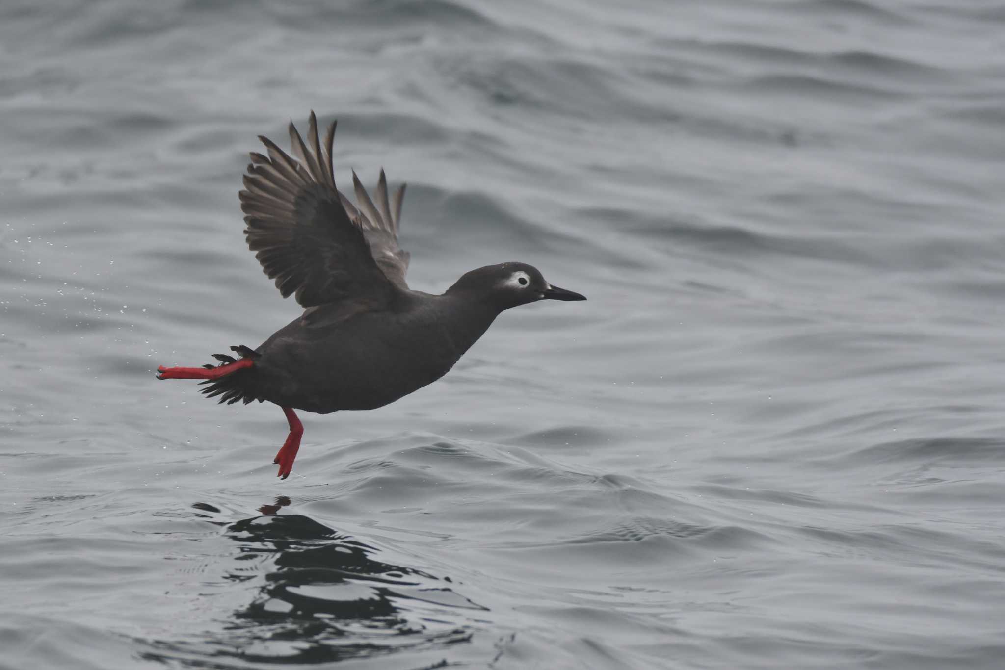 Spectacled Guillemot