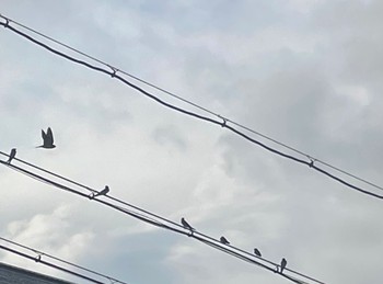 Barn Swallow 水広公園 Fri, 7/15/2022