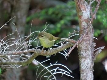 2022年7月10日(日) 奥庭荘(富士山)の野鳥観察記録