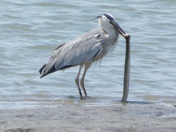 Tue, 5/3/2022 Birding report at Fujimae Tidal Flat