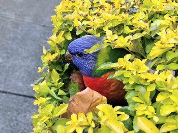 ゴシキセイガイインコ Chatswood, NSW, Australia 2022年7月15日(金)