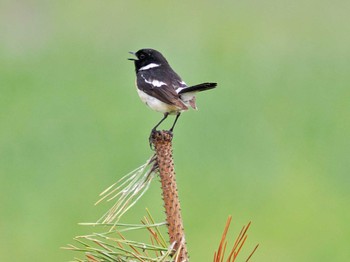 Amur Stonechat 勇払マリーナ Tue, 7/12/2022