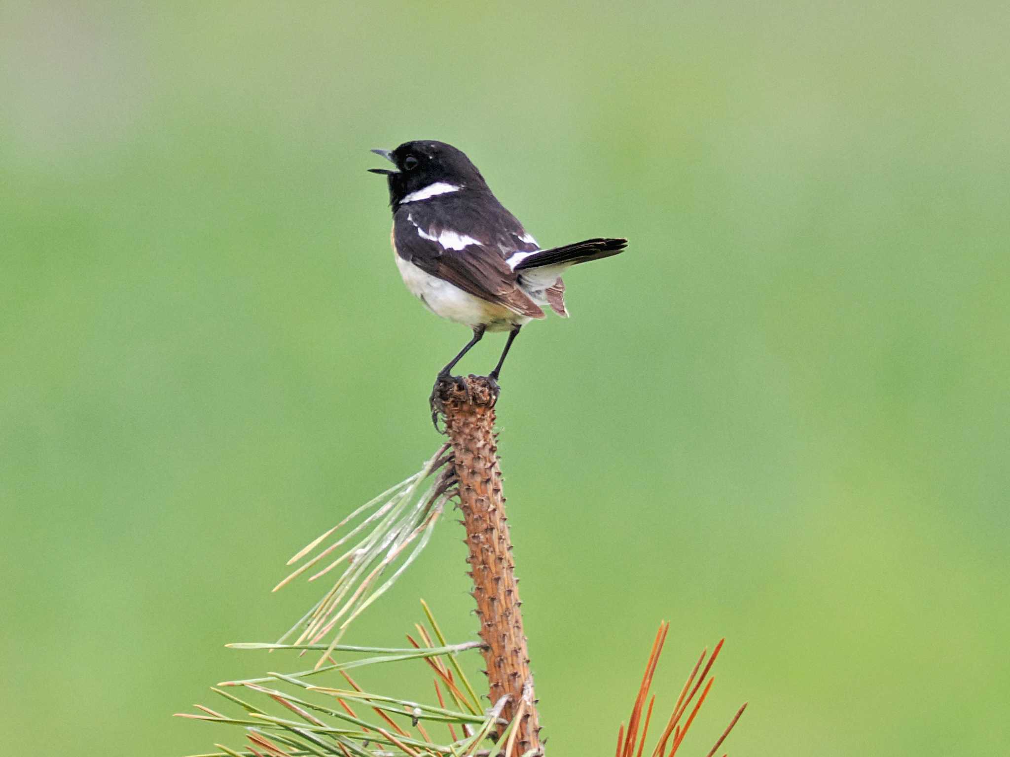 Photo of Amur Stonechat at 勇払マリーナ by 藤原奏冥