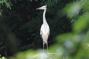 アオサギ 明石公園 2022年5月26日(木)