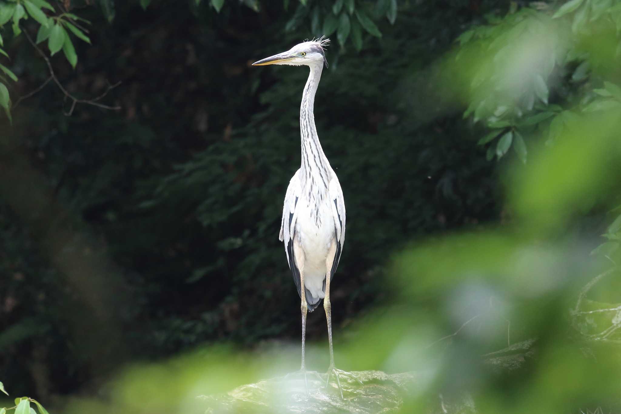 明石公園のアオサギ by 懐園