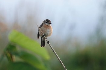 2022年6月17日(金) 利尻島の野鳥観察記録