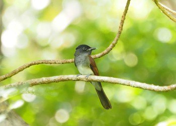 Black Paradise Flycatcher(illex) Miyako Island Wed, 7/13/2022