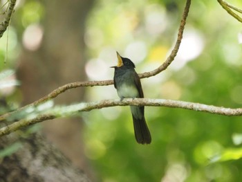 Black Paradise Flycatcher(illex) Miyako Island Wed, 7/13/2022