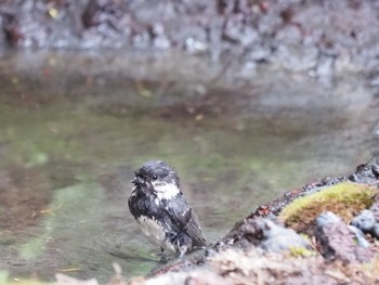 ヒガラ 奥庭荘(富士山) 2022年7月9日(土)