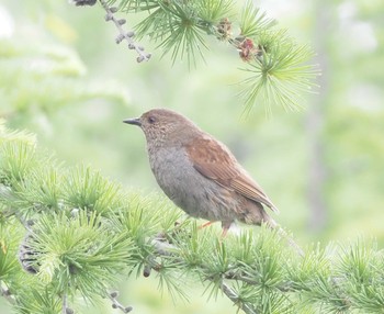 カヤクグリ 奥庭荘(富士山) 2022年7月9日(土)