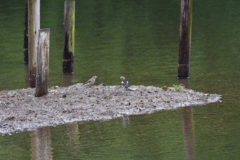 2022年7月16日(土) 長浜公園の野鳥観察記録