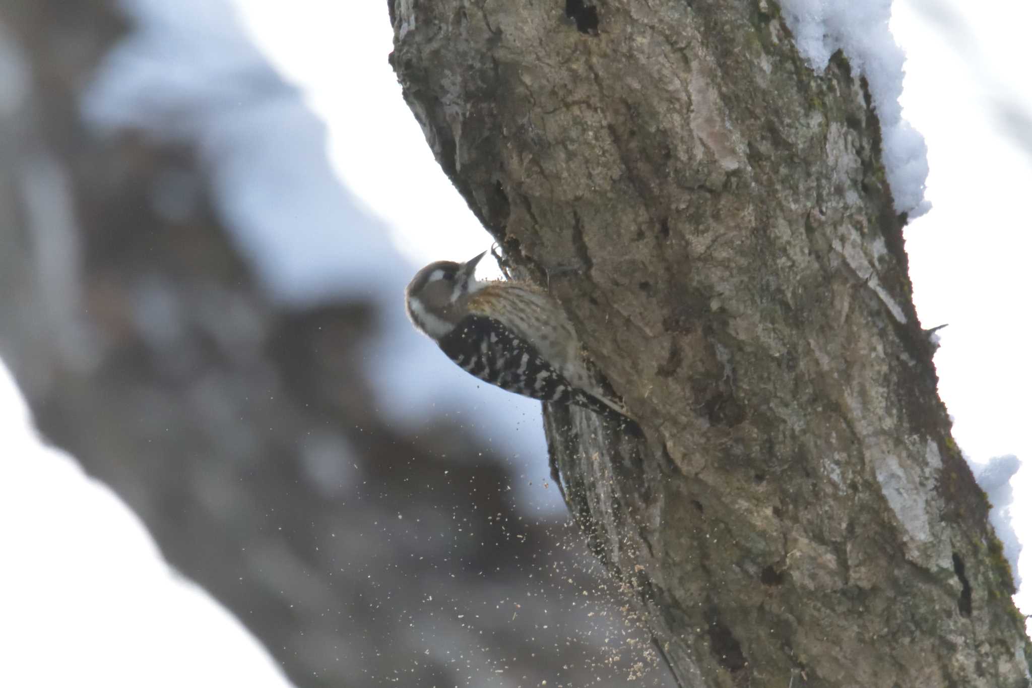 Japanese Pygmy Woodpecker