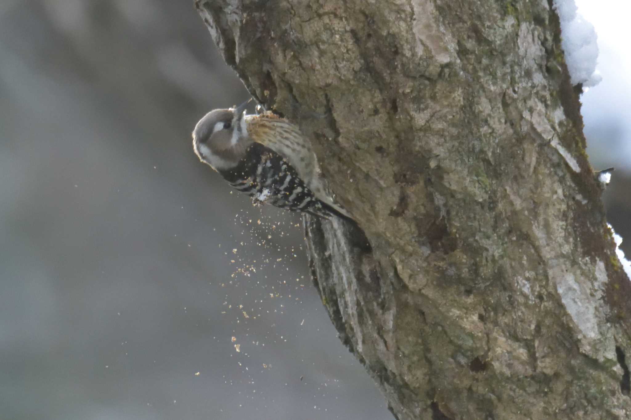 Japanese Pygmy Woodpecker