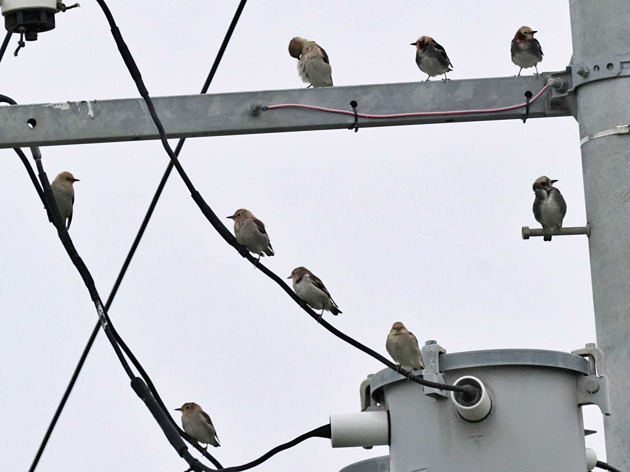 Photo of Chestnut-cheeked Starling at 勇払マリーナ by 藤原奏冥