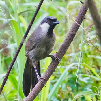 Black-throated Laughingthrush Bang Phra Non-Hunting area Sat, 7/16/2022