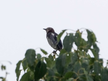 Chestnut-cheeked Starling Kasai Rinkai Park Sat, 7/16/2022