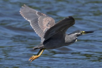 ササゴイ 大井ふ頭中央海浜公園(なぎさの森) 2022年7月10日(日)