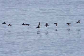 Rhinoceros Auklet 利尻島 Mon, 6/20/2022