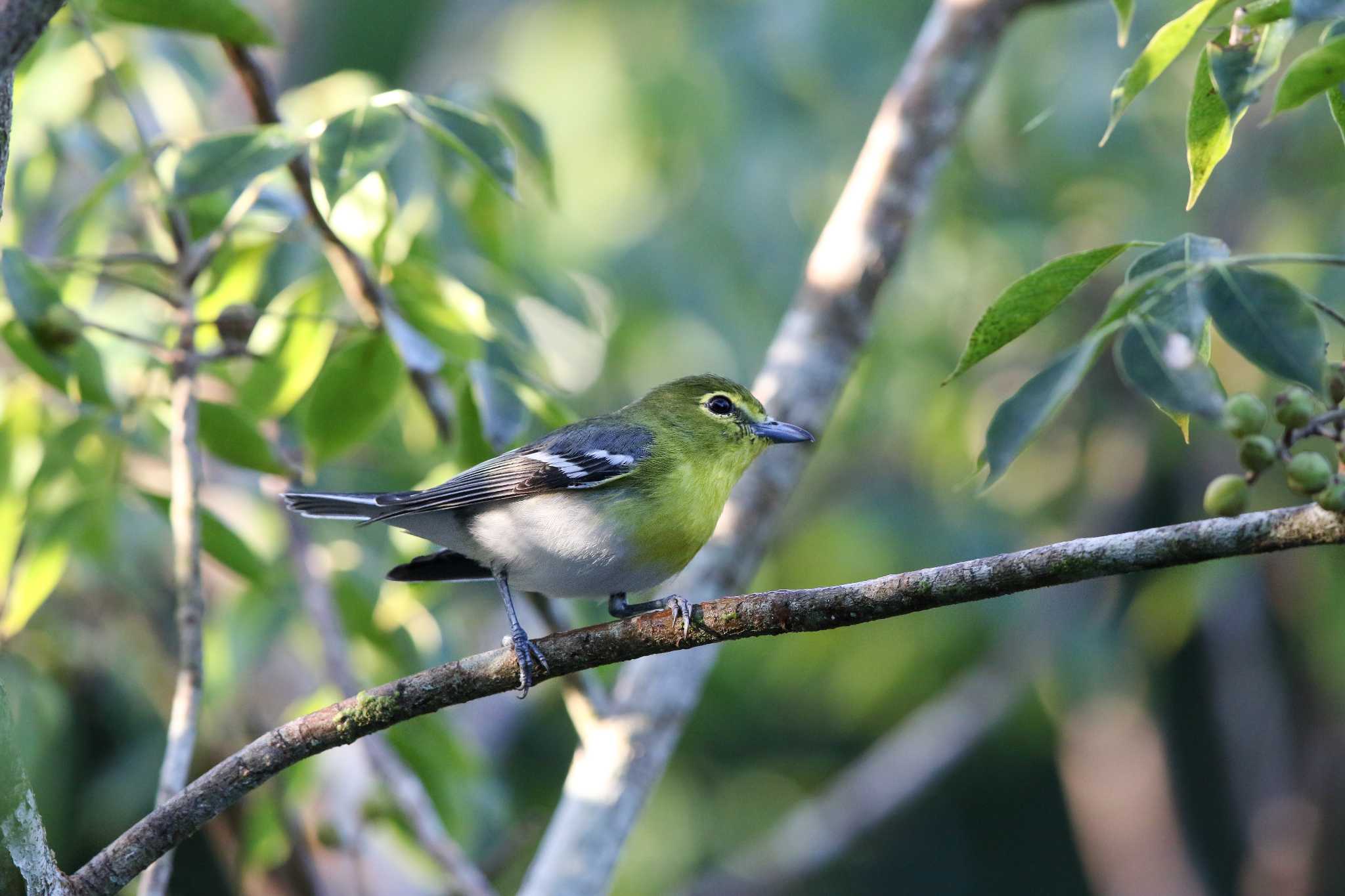 Photo of Yellow-throated Vireo at Coba Ruins by Trio