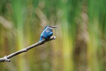 カワセミ 泉の森公園 2022年7月11日(月)