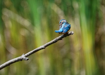 カワセミ 泉の森公園 2022年7月11日(月)