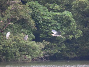 2022年7月16日(土) 北勢中央公園の野鳥観察記録