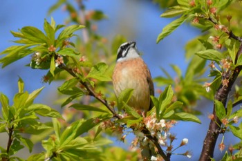 ホオジロ 馬見丘陵公園 2022年4月9日(土)