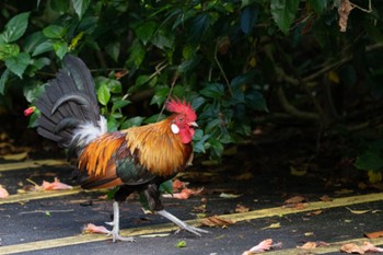 Red Junglefowl Pasir Ris Park (Singapore) Sat, 7/16/2022