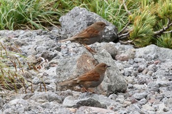 Japanese Accentor 北アルプス Wed, 7/13/2022