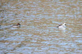 ミコアイサ 牧野が池公園 2018年1月14日(日)