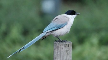 Azure-winged Magpie 東京都品川区 Sun, 7/10/2022