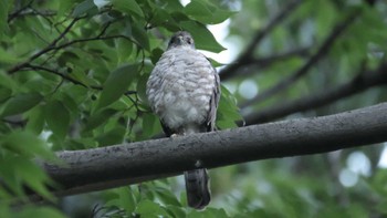 2022年7月10日(日) 東京都品川区の野鳥観察記録