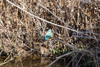 カワセミ 名古屋牧野が池公園 2018年1月14日(日)