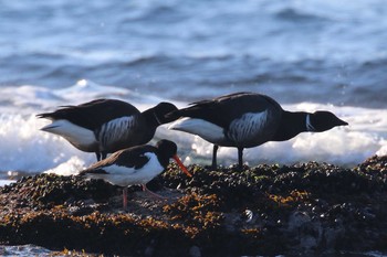 Eurasian Oystercatcher 北海道　函館市　志海苔海岸 Sun, 1/14/2018