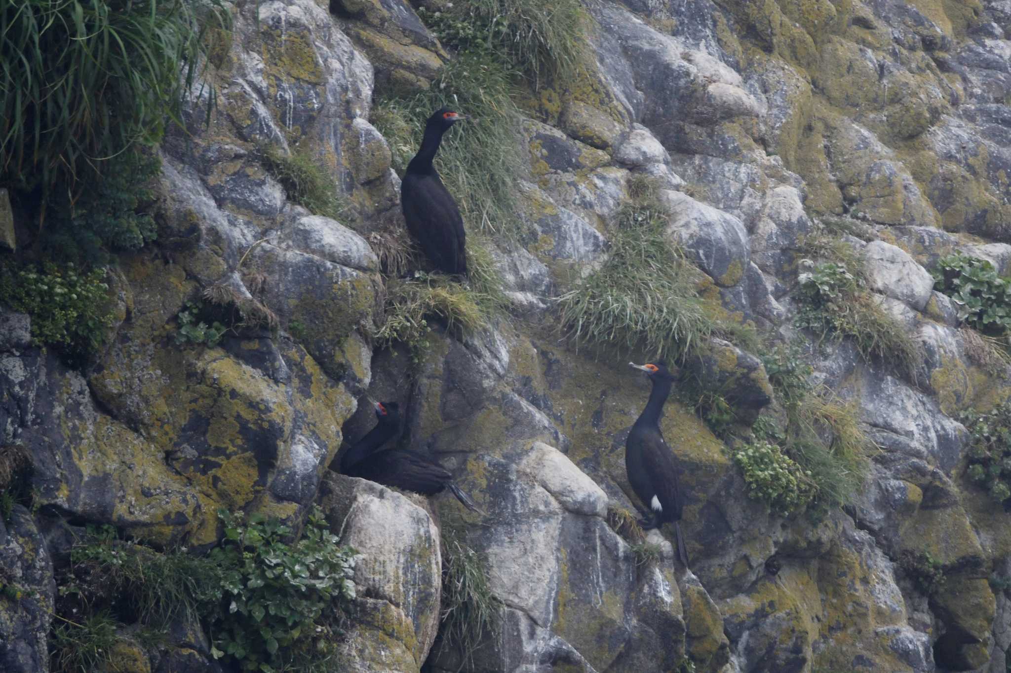 Photo of Red-faced Cormorant at 落石ネイチャークルーズ by あひる