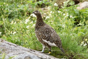 ライチョウ 北アルプス 2022年7月13日(水)