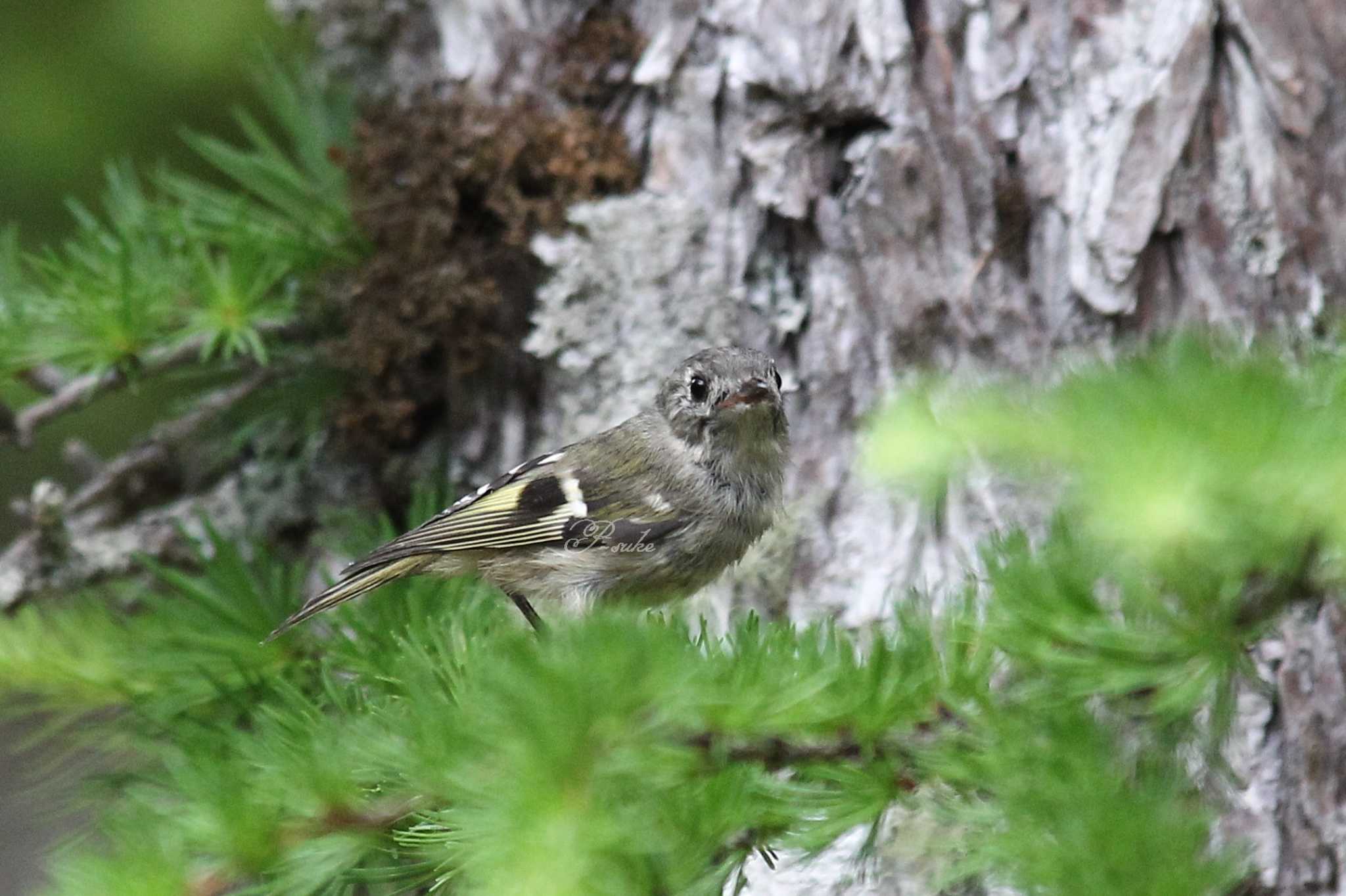 Goldcrest