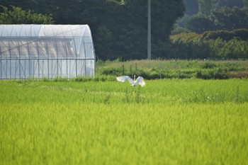 未同定 場所が不明 2022年7月9日(土)