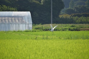 未同定 さいたま市緑区 2022年7月9日(土)