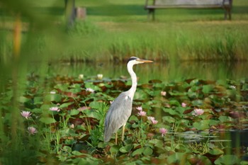 未同定 見沼自然公園 2022年7月2日(土)