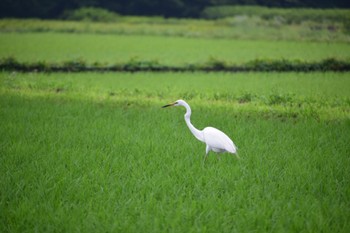 未同定 サイタマ市見沼区 2022年6月12日(日)